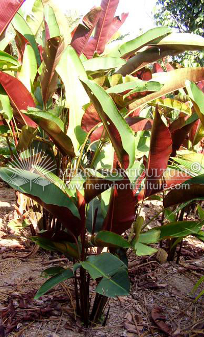 Heliconia spp